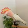 ultimateparrotsaustrali0