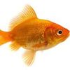 mr.go1dfish