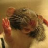 rattie.0