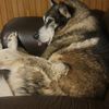 smokedog0221