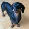 the.dachshund.pi