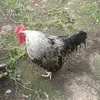 ibaniyo