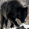 black.wolf161