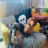 d_f_dachshund_club