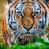 officaltigergamingfr