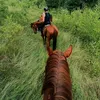 luiz.horse