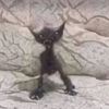 thestinkycat5