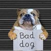 baddogmack