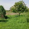 smran296