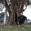 le_van_tung13