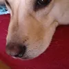 giovannimalagrin7