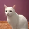 tarikteoun
