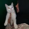 tamanna.sultana47