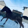 zharkyn3772