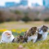 Persian Cats