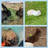 bunny_familie