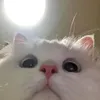 retitaserlyn