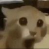 rainbowhotdog52