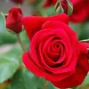 redrose0333