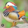 ovaderian