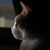 Thinkingcat