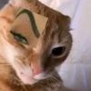 butterflyshoft