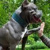 _bull.dog_