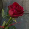 suraiyaaajerin.1