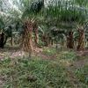 anak_petani_sawit02