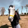 zahii_blesa2