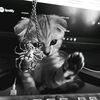 gataudh.a