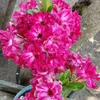 fatima_sousa0879