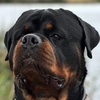 Prince_Zuko_the_Rottweiler