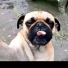 dyelzjtm3794