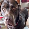 hank_the_chocolate_lab