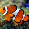 gala33fish