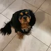 franqwert