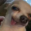 idkwgayud