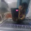bachnguyetquang__0