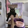 cynthiacage485