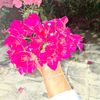 mnoo_130