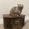 canadiancatbeech
