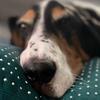 maggie_basset_hound