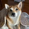 shiba_luna0719