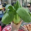 nhi_duy_