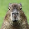 capybarka_arf