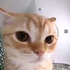 dojaaah