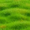 tanuwatyota