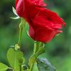 chandrikapriyadar44