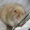 crazyratlady1988